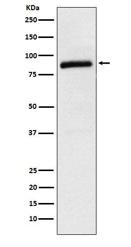 Cullin 2 Rabbit mAb