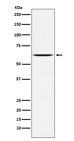 Yes1 Rabbit mAb