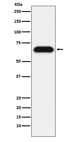 Nucleostemin Rabbit mAb