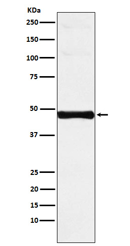 IRF9 Rabbit mAb