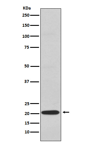 CD3G Rabbit mAb