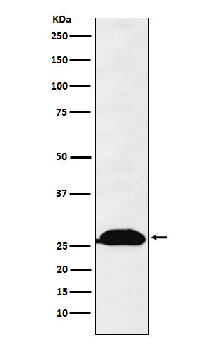 Human kappa Light Chain Rabbit mAb