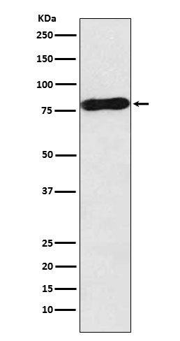 c-Myb Rabbit mAb