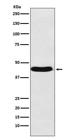 BMP6 Rabbit mAb