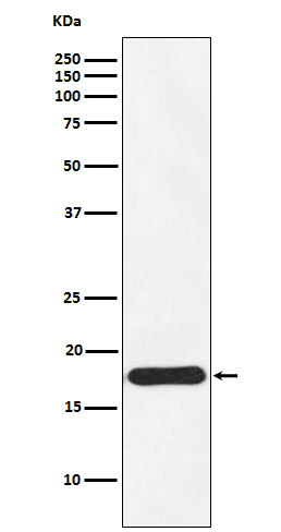 NDUFS4 Rabbit mAb