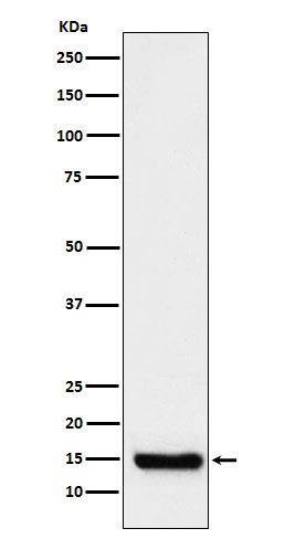 Mitochondrial Fission 1 Protein Rabbit mAb