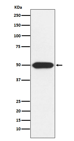 PKA RI alpha Rabbit mAb