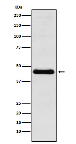 CXCR5 Rabbit mAb