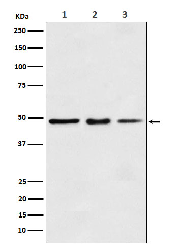 Elongation Factor 1A1 Rabbit mAb