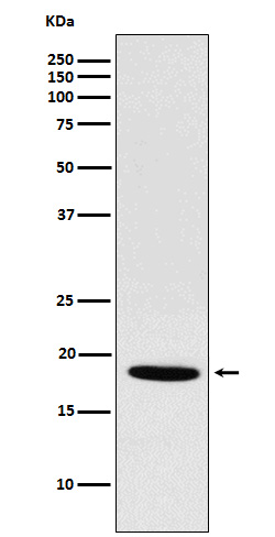 NDUFS4 Rabbit mAb