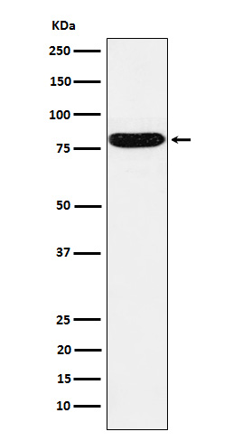 Hsf1 Rabbit mAb