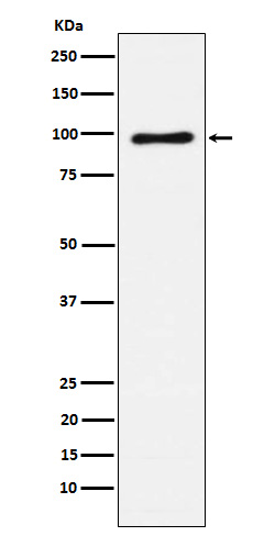 VAV1 Rabbit mAb