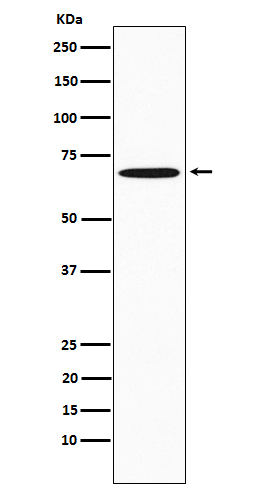 SAM68 Rabbit mAb