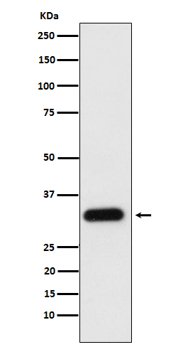 ApoF Rabbit mAb