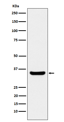 BOB1 Rabbit mAb