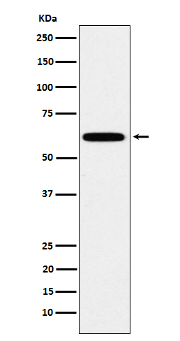 Hsf2 Rabbit mAb