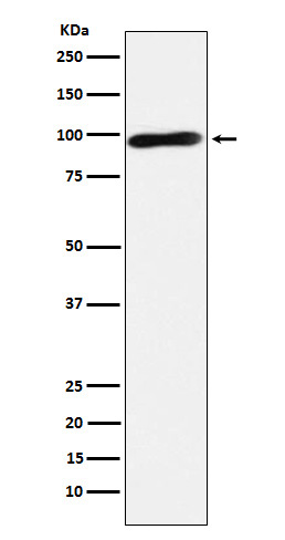 Calmegin Rabbit mAb