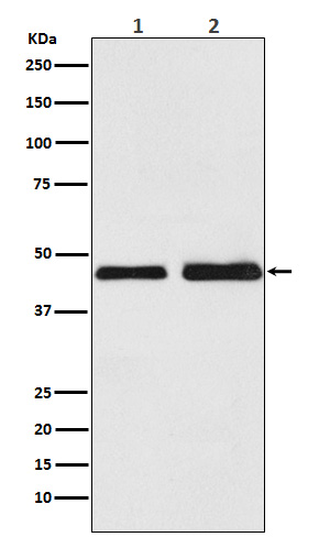 Oxytocin Receptor Rabbit mAb