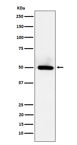 BMP15 Rabbit mAb