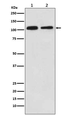 MOV10 Rabbit mAb