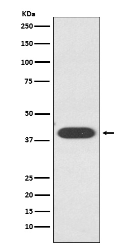 Zinc Alpha 2 Glycoprotein Rabbit mAb