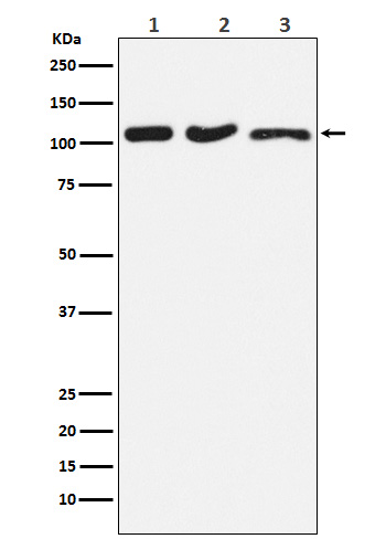 DISC1 Rabbit mAb