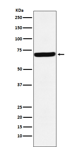 G3BP Rabbit mAb