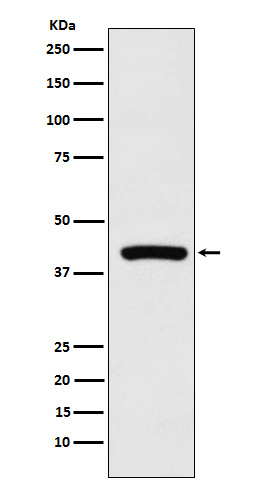 Cyclophilin 40 Rabbit mAb