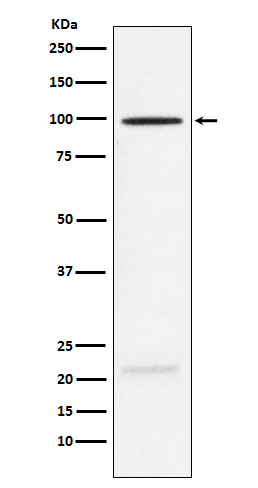 MAG Rabbit mAb