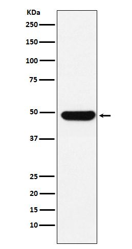 DDX39B Rabbit mAb