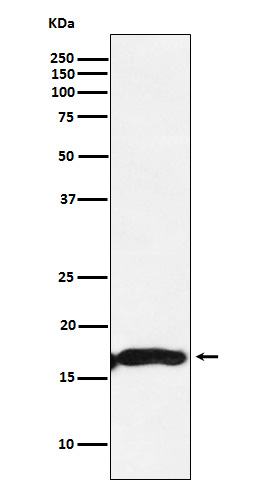 alpha A Crystallin Rabbit mAb