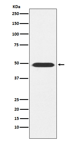 ATP1B1 Rabbit mAb