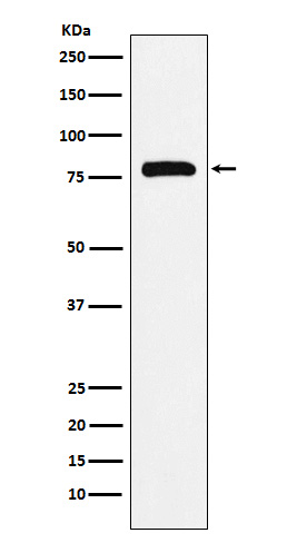 PAF1 Rabbit mAb