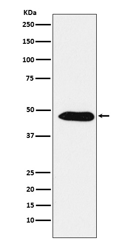 EBP1 Rabbit mAb