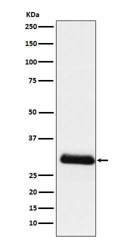 ApoD Rabbit mAb