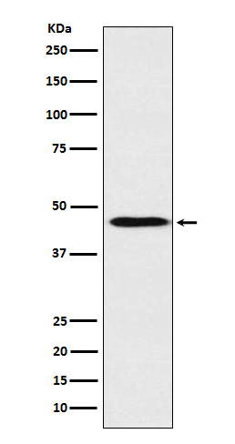 ApoA4 Rabbit mAb