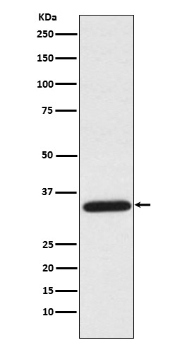 Uracil DNA Glycosylase Rabbit mAb