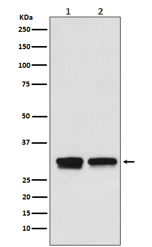 Transcription Initiation Factor IIB Rabbit mAb