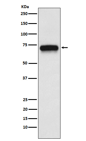 Nicotinic Acetylcholine Receptor alpha 4 Rabbit mAb