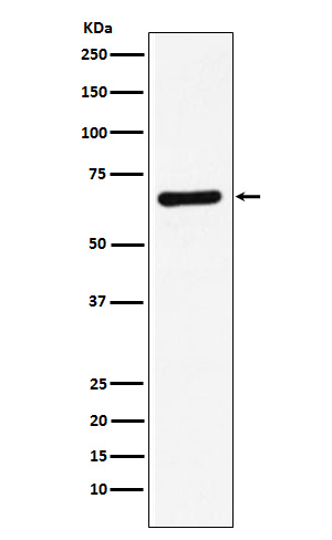 Syntaxin Binding Protein 1 Rabbit mAb