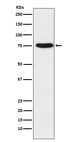 Hsp75 Rabbit mAb