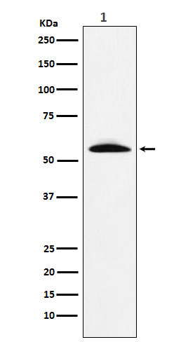 GGT1 Rabbit mAb