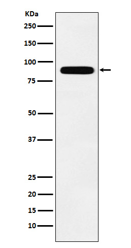 T Box Protein 3 Rabbit mAb