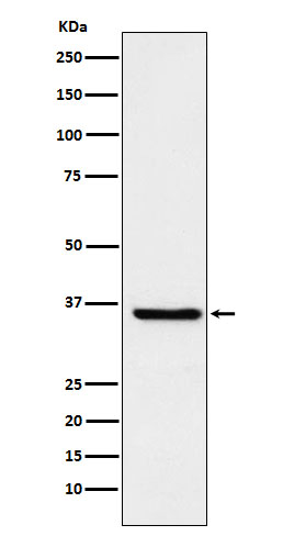 FGF19 Rabbit mAb