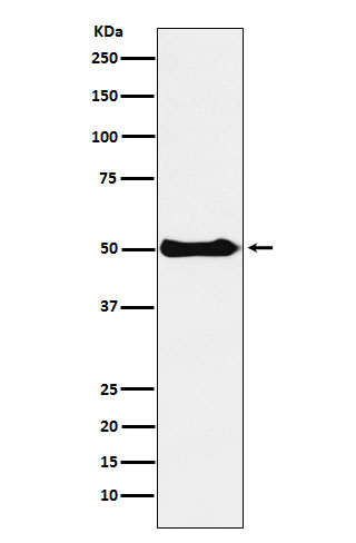 CSK Rabbit mAb