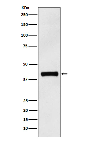 IL-12 beta Rabbit mAb