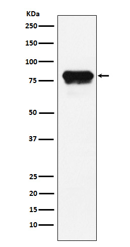 PLTP Rabbit mAb