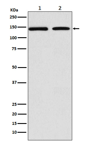 DNA Polymerase gamma Rabbit mAb