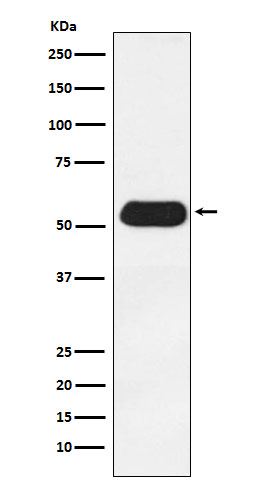 Estrogen Related Receptor gamma Rabbit mAb