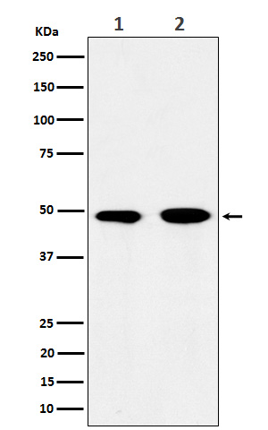 eIF3E Rabbit mAb